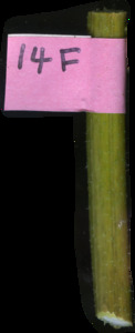 primarybranch