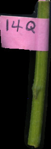 primarybranch