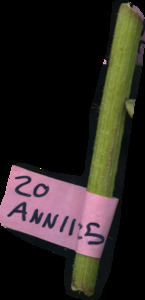 primarybranch