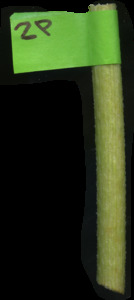 primarybranch
