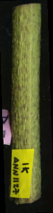 primarybranch