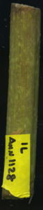 primarybranch