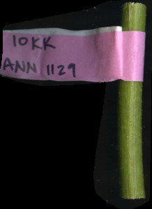 primarybranch