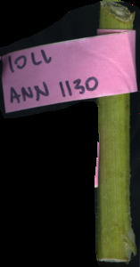 primarybranch