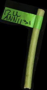 primarybranch
