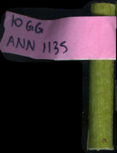 primarybranch