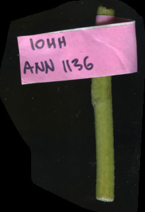 primarybranch
