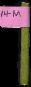 primarybranch