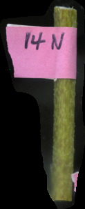 primarybranch
