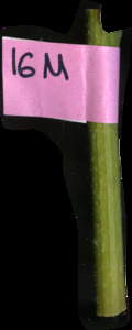 primarybranch