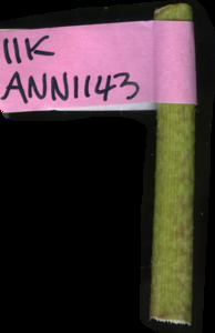 primarybranch