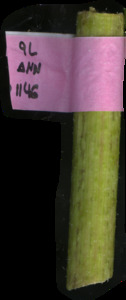 primarybranch