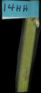 primarybranch