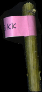 primarybranch