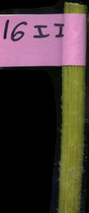 primarybranch