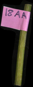 primarybranch