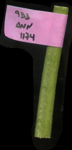 primarybranch