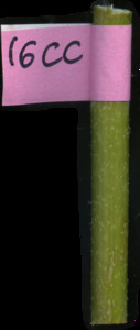 primarybranch