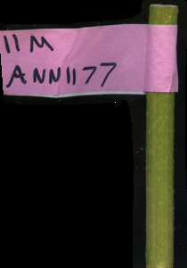 primarybranch