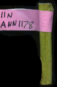 primarybranch