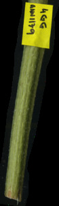 primarybranch