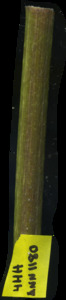 primarybranch