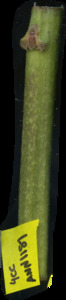 primarybranch