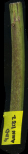 primarybranch