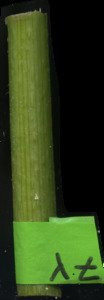 primarybranch
