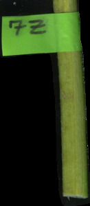 primarybranch