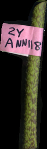 primarybranch