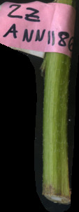 primarybranch