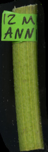 primarybranch