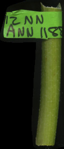 primarybranch