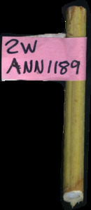primarybranch
