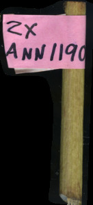 primarybranch