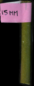 primarybranch