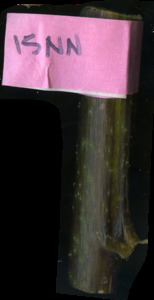 primarybranch
