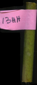 primarybranch