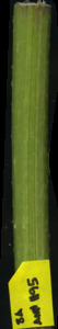 primarybranch