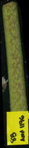 primarybranch