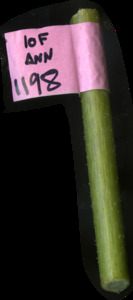 primarybranch