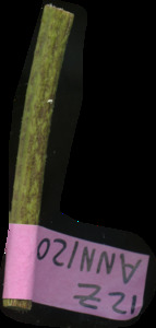primarybranch