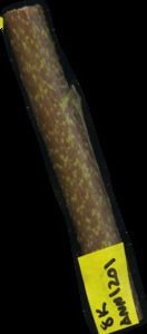 primarybranch
