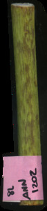 primarybranch