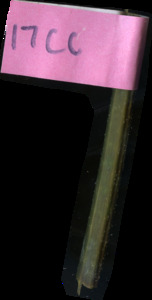 primarybranch