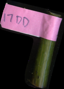 primarybranch