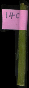primarybranch