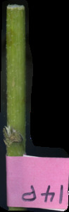 primarybranch