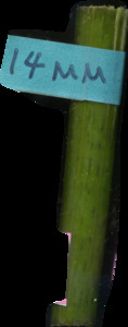 primarybranch